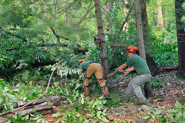 Beaverton, OR Tree Service Company